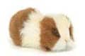 Guinea pig