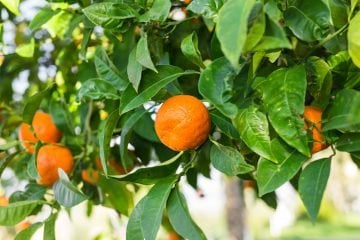 The History of Orange Curacao and Triple Sec