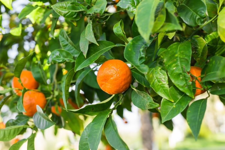 The History of Orange Curacao and Triple Sec