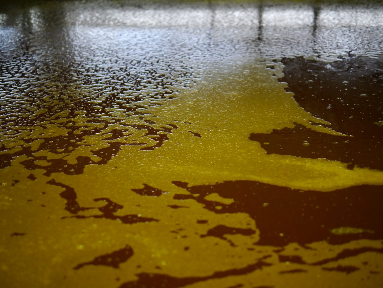 Molasses in a fermenting vat, prior to distillation, at the Cruzan rum distillery