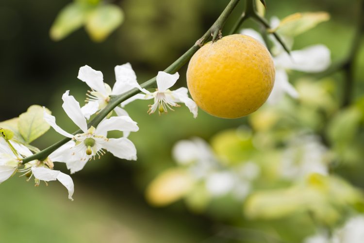 Orange flower blossom water